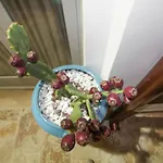 Charming In - 80m² Apartamento *